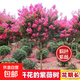 花期100天紫薇花樹(shù)苗紅火箭百日紅紫薇耐寒耐旱工程庭院四季栽種 粉色紫薇三公分粗