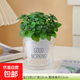 薄荷盆栽可水培新鮮薄荷葉辦公室陽(yáng)臺植物驅蚊薄荷苗凈化空氣綠植 【1盆】薄荷+早安盆+營(yíng)養液