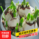 漳州重瓣進(jìn)口洋水仙花種球盆栽冬季開(kāi)花卉綠植物室內種子水培好養 【超大球】漳州水仙花5球+液【周長(cháng)20-22】