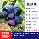 藍莓樹(shù)果苗陽(yáng)臺四季盆栽果樹(shù)苗特大藍莓苗南北方室外種植當年結果 黑珍珠5年苗【全國種植 當年結果】
