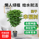 幸福樹(shù)盆栽?xún)艋諝馑募境Ｇ鄳腥司G植辦公室甲醛凈化好養植物 獨干(80-100cm）原盆 盆徑約19cm