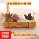 多肉植物室內盆栽微景觀(guān)diy材料包社團手工活動(dòng)38節植樹(shù)節日禮品 北極熊母子（黃長(cháng)木盒+多肉+土+裝飾+鋪面土+工具 材料包一套送工具鏟子