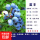藍莓樹(shù)果苗陽(yáng)臺四季盆栽果樹(shù)苗特大藍莓苗南北方室外種植當年結果 藍豐5年苗【北方種植 當年結果】