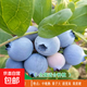 藍莓樹(shù)果苗陽(yáng)臺四季盆栽果樹(shù)苗特大藍莓苗南北方室外種植當年結果 萊格西5年苗【全國種植 當年結果】