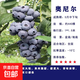 藍莓樹(shù)果苗陽(yáng)臺四季盆栽果樹(shù)苗特大藍莓苗南北方室外種植當年結果 奧尼爾5年苗【南方種植 當年結果】