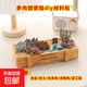 多肉植物室內盆栽微景觀(guān)diy材料包社團手工活動(dòng)38節植樹(shù)節日禮品 大象之家（黃長(cháng)木盒+多肉+土+裝飾+鋪面土+工具） 材料包一套送工具鏟子