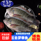 現殺三去液氮速凍羅非魚(yú)鯛魚(yú)凈水養殖羅非魚(yú)無(wú)土腥味羅非魚(yú) 400g-500g 三去免洗羅非魚(yú)5條【精品裝】