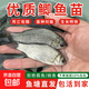 中科五號鯽魚(yú)苗淡水養殖可食用黃金鯽土鯽工程鯽高背鯽特大鯽魚(yú)苗活體批發(fā)小魚(yú)苗 中科鯽魚(yú)苗4-6cm 720條（送10%左右）