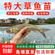 特大草魚(yú)苗活體淡水養殖食用草皖魚(yú)10cm20cm半斤一斤草魚(yú)苗青魚(yú)苗脆皖魚(yú)黑草魚(yú)苗批發(fā) 草魚(yú)苗20-25cm 50條（送10%左右）