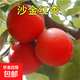 新品種耐寒特大果沙金紅杏樹(shù)苗嫁接果樹(shù)南方北方種植晚熟杏子樹(shù)苗 3年苗