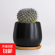 仙人掌室內小盆栽仙人球多肉植物精品種大全桌面綠植稀有金冠 玉翁仙人球+黑色蛋形陶瓷盆+竹托