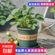 奶油紅顏草莓苗加侖盆四季種植全國適用0.5加侖盆帶盆帶土栽好 紅顏草莓苗+肥料 加侖盆【1盆】高10cm直徑10cm