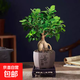 榕樹(shù)盆景辦公室內桌面客廳綠植花卉人參榕四季常青小榕樹(shù)盆栽 精品小榕樹(shù)+上善若水紫砂盆+方底座