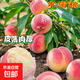 桃樹(shù)果苗嫁接地栽新品種桃樹(shù)南方北方種植早熟特大冬桃水蜜桃樹(shù)苗 水蜜桃 3年苗2棵