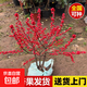 進(jìn)口北美冬青盆栽樹(shù)苗耐寒年宵花卉真鮮花帶冬紅果冬黃果盆景老樁 精品4年苗30厘米高左右（帶少量果發(fā)貨）
