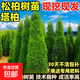 柏樹(shù)樹(shù)苗塔柏樹(shù)苗墓地松樹(shù)苗墳前清明節園林工程綠化喬木四季常青 精品塔柏樹(shù)苗：1米高（帶土發(fā)貨送肥料）