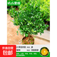 海南小青桔樹(shù)苗脆皮金桔樹(shù)盆栽可食用檸檬南北方庭院種植四季結果 【全國可種】海南小青桔2年苗送肥料 40cm(含)-50cm(不含)