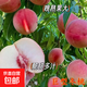 桃樹(shù)果苗嫁接地栽新品種桃樹(shù)南方北方種植早熟特大冬桃水蜜桃樹(shù)苗 冬桃 3年苗2棵