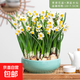 【含盆水仙】漳州水仙花種球水培水養花卉盆栽植物室內花冬季綠植 青瓷瓷盆+滿(mǎn)盆水仙【8-10個(gè)球】