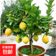 檸檬樹(shù)苗帶果檸檬果樹(shù)苗綠植盆栽室內陽(yáng)臺庭院植物四季結果檸檬樹(shù) 黃香水 4年苗