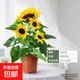 精品向日葵盆栽帶花苞太陽(yáng)花苗室內外陽(yáng)臺植物綠植花卉鮮花種植 特級向日葵50cm左右  多頭帶花苞發(fā)貨 原盆