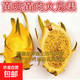 耐寒紅心火龍果樹(shù)苗南北方四季種植陽(yáng)臺庭院室內外種植當年結果 黃皮黃肉火龍果 中苗