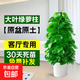 大葉綠蘿柱盆栽客廳植物綠籮辦公室內大型落地綠植除甲醛凈化空氣 【送貨上門(mén)】1.3-1.4米綠蘿柱(白瓷盆)