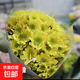【小雛菊】鮮花水養室內瓶插基地直發(fā)切花混色廣州新鮮采摘發(fā)貨 瑞黃小雛菊10支