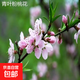 庭院觀(guān)賞桃花紅葉碧桃樹(shù)苗紫葉碧桃苗工程綠化苗紫葉桃別墅風(fēng)景樹(shù) 青葉粉桃【2公分當年開(kāi)花】 不含盆