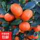 正宗嫁接無(wú)籽砂糖橘苗盆栽地栽無(wú)核蜜桔南方北方果樹(shù)苗當年結果 冰糖橘 5年【結果】