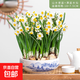 【含盆水仙】漳州水仙花種球水培水養花卉盆栽植物室內花冬季綠植 山水瓷盆+滿(mǎn)盆水仙【8-10個(gè)球】