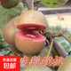 正宗獼猴桃樹(shù)苗特大紅心黃心公母同株盆栽地栽南北方種植當年結果 紅心獼猴桃 5年苗結果