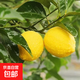 檸檬樹(shù)苗帶果檸檬果樹(shù)苗綠植盆栽室內陽(yáng)臺庭院植物四季結果檸檬樹(shù) 四川安岳 8年苗結果多多