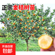 融安脆蜜金桔樹(shù)樹(shù)苗四季廣西脆皮可食用果樹(shù)橘子樹(shù)盆栽陽(yáng)臺水果苗 純甜脆蜜金桔6年苗帶土發(fā)貨（馬上結果）死苗包賠 40cm(含)-50cm(不含)