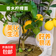 香水檸檬樹(shù)苗帶土發(fā)貨陽(yáng)臺室內盆栽果樹(shù)四季結果觀(guān)賞食用易活包郵 高50-55cm 1棵（原土原葉 全國可種）