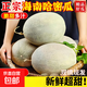 【海南曉蜜】現摘現發(fā)海南哈密瓜曉蜜25號脆甜爽口 哈密瓜帶箱8-9斤（凈重7.2斤+）