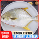 北海金鯧魚(yú)新鮮殺好深海魚(yú)鮮活去鰓去內臟冰鮮冷凍特大開(kāi)腹金昌魚(yú) 3條超大【520-600g/條】新鮮殺好