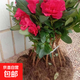 西洋杜鵑花室內外耐寒帶花苞苗圃基地直發(fā)比利時(shí)杜鵑花卉苗木綠植 四季開(kāi)花優(yōu)質(zhì)苗10棵