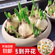漳州重瓣水仙花種球水養盆栽冬季開(kāi)花卉植物室內種子綠植水培好養 【特大球】水仙花5球【23-24cm】+2包營(yíng)養液