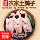 現殺乳鴿新鮮鴿子雜糧喂養土鴿子農家散養鴿子肉 3只 5-6兩/只（含內臟）