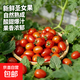【東東買(mǎi)菜】皮薄多汁千禧果超甜小番茄當季孕婦水果新鮮圣女果 廣西帶箱5斤 4.6斤 凈重