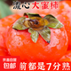 廣西桂林新鮮應季流心大紅蜜柿子火晶柿爆甜無(wú)核無(wú)籽現摘現發(fā) 精品大紅柿子【放軟后更甜】 凈重4.5斤【特大果】單果140克起步