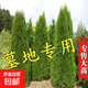柏樹(shù)樹(shù)苗大樹(shù)塔柏四季常青松蜀檜苗柏木樹(shù)苗寶塔松松柏樹(shù)龍柏樹(shù)苗 特優(yōu)級寶塔松2米高（單株1棵）生生不息 護苗土球著(zhù)重保護裝