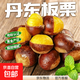 源頭直發(fā)丹東板栗新下樹(shù)栗子新鮮去毛球粉糯甜整箱包郵 3.8-4斤裝 4斤