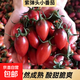 【東東買(mǎi)菜】福建新鮮紫彈頭小番茄圣女果現采現摘產(chǎn)地直發(fā) 紫彈頭圣女果 3斤 凈重