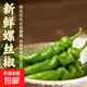 新鮮現摘螺絲椒薄皮香辣超市生鮮蔬菜青椒 香辣螺絲椒1斤