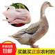 農村散養土鴨新鮮現殺水鴨正宗白條鴨土麻鴨整只無(wú)翅掌心肝白條鴨 土鴨2只裝【凈重約4.5-4.8斤】無(wú)翅掌內臟