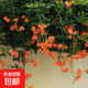 凌霄花苗爬藤墻攀援凌霄花樹(shù)苗盆栽綠植物花卉藤本花卉爬山虎樹(shù)苗 凌霄樹(shù)苗1cm粗