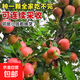 蘋(píng)果樹(shù)果苗矮化盆栽地栽特大南方北方種植當年結果嫁接 紅富士 5年苗【1顆裝】當年結果