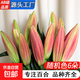 AB級優(yōu)質(zhì)香水百合鮮花水培插花家庭生活水養鮮切玫瑰云南產(chǎn)地直發(fā) 高品質(zhì)【AB級隨機色大花苞】百合花6朵+保鮮劑